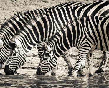 Gifts For Zebra Lovers
