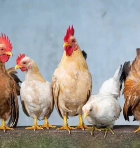 Gifts For Chicken Owners