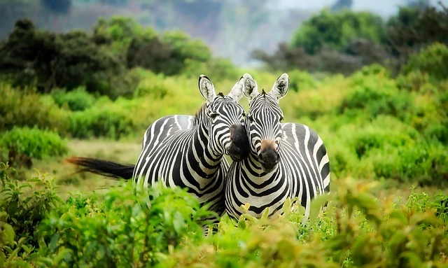 Inexpensive Zebra Gifts