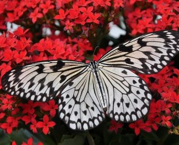 gifts for butterfly lovers