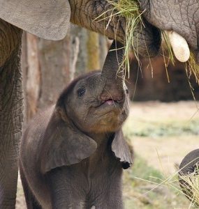 Gifts For Elephant Lovers