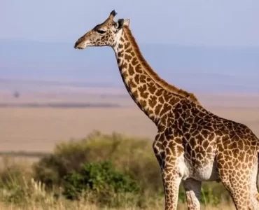 Giraffe Tumblers